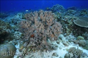 Finger Lederkoralle (Lobophytum sp.1) bildet einen grossen Korallenstock (Wetar, Banda-See, Indonesien) - Leather Coral (Wetar, Banda-Sea, Indonesia)