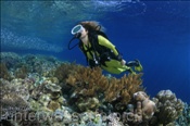 Taucherin schwimmt über ein Korallenriff (Misool, Raja Ampat, Indonesien) - Scubadiver and Coral Reef (Misool, Raja Ampat, Indonesia)