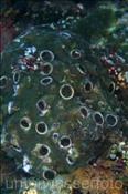 Horndeckel-Wurmschnecken (Dendropoma maxima) haben sich in einer Steinkoralle angesiedelt (Misool, Raja Ampat, Indonesien) - Worm Shell (Misool, Raja Ampat, Indonesia)