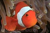 Westlicher Clownfisch (Amphiprion ocellaris), (Misool, Raja Ampat, Indonesien) - False Clown Anemonefish / Ocellaris Clownfish / False Percula Clownfish (Misool, Raja Ampat, Indonesia)