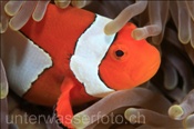 Westlicher Clownfisch (Amphiprion ocellaris), (Misool, Raja Ampat, Indonesien) - False Clown Anemonefish / Ocellaris Clownfish / False Percula Clownfish (Misool, Raja Ampat, Indonesia)