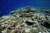 Das Hausriff der Malediveninsel Elaidhoo hat sich wieder vollständig von den Zerstörungen durch den El Nino von 1998 erholt (Elaidhoo, Ari-Atoll, Malediven, Indischer Ozean) - Coral reef of the maldivian island Elaidhoo  (Elaidhoo, Ari-Atoll; Maldives, Indian Ocean)