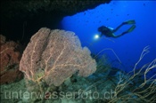 Taucherin mit Fächergorgonien (Annella mollis) in einer Riffspalte (Malediven, Indischer Ozean) - Scuba Diver and Fan Coral (Maldives, Indian Ocean)