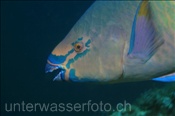 Gebänderter Papageienfisch (Urogymnus asperrimus) männliche Form , (Ari Atoll, Malediven, Indischer Ozean) - Redbarred Parrotfish (Male), (Ari Atoll, Maldives, Indian Ocean)