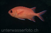 Weisssaum Soldatenfisch (Myripristis murdjan), (Ari Atoll, Malediven, Indischer Ozean) -  Whiteedged Soldierfish (Ari Atol, Maldives, Indian Ocean)