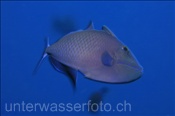 Rotzahn Drückerfisch (Odonus niger) im Freiwasser (Ari Atoll, Malediven, Indischer Ozean) -  Redtooth Triggerfish / Red-toothed Triggerfish (Ari Atol, Maldives, Indian Ocean)