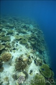 Hausriff von Elaidhoo (Ari Atoll, Malediven, Indischer Ozean) - Coral reef of Elaidhoo (Ari Atoll, Maldives, Indian Ocean)