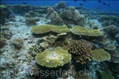 Zerstörte Koralle im Hausriff von Elaidhoo (Ari Atoll, Malediven, Indischer Ozean) - Destroyed coral at the house reef of Elaidhoo (Ari Atoll, Maldives, Indian Ocean)