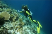 Taucherin fotografiert das Korallenriff (Ari Atoll, Malediven, Indischer Ozean) - Scuba diver take pictures of the reef (Ari Atoll, Maldives, Indian Ocean)