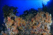 Farbenprächtiges Korallenriff der Malediven (Meemu Atoll, Malediven, Indischer Ozean) - Beautyful coral reef of the maldives (Mulaku Atoll, Maldives, Indian Ocean)