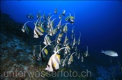Schwarm-Wimpelfische (Heniochus diphreutes) am Aussenriff des Atolls (Meemu Atoll, Malediven, Indischer Ozean) - Longfin Bannerfish / False Moorish Idol (Mulaku Atoll, Maldives, Indian Ocean)