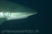 Ein Grauer Riffhai (Carcharhinus amblyrhynchos), (Ari Atoll, Malediven, Indischer Ozean) - Grey Reef Shark (Ari Atol, Maldives, Indian Ocean)