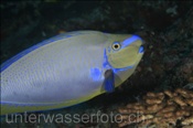 Masken-Nasendoktor (Naso vlamingii), (Rasdu Atoll, Malediven, Indischer Ozean) - Bignose Unicornfish (Rasdu Atoll, Maldives, Indian Ocean)