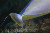 Masken-Nasendoktor (Naso vlamingii) Schwanz mit den scharfen Skalpellen (Rasdu Atoll, Malediven, Indischer Ozean) - Bignose Unicornfish (Rasdu Atoll, Maldives, Indian Ocean)