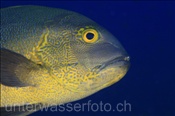 Gelbkopf Schnapper (Macolor macularis), (Rasdu Atoll, Malediven, Indischer Ozean) - Midnight Snapper (Rasdu Atoll, Maldives, Indian Ocean)