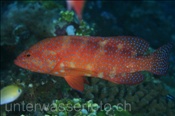 Juwelen-Zackenbarsch (Cephalopholis miniata), (Rasdu Atoll, Malediven, Indischer Ozean) - Coral Hind (Rasdu Atoll, Maldives, Indian Ocean)