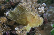 Schaukelfisch (Taenianotus triacanthus), (Rasdu Atoll, Malediven, Indischer Ozean) - Leaf Scorpionfish / Scorpion Leaffish / Paperfish (Rasdu Atoll, Maldives, Indian Ocean)