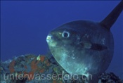 Rundschwanz-Mondfisch (Mola mola) im Mittelmeer