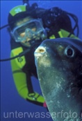 Taucherin mit Rundschwanz-Mondfisch (Mola mola) im Mittelmeer
