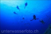Taucher im Freiwasser (Rotes Meer, Ägypten) - Scubadivers in the open sea (Red Sea, Aegypt)