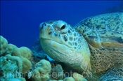 Kopfbereich einer Grünen Meeresschildkröte (Chelonia mydas), (Ägypten, Rotes Meer) - Green Sea Turtle (Aegypt, Red Sea)