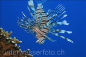 Gewöhnlicher Rotfeuerfischs (Pterois volitans), (Ägypten, Rotes Meer) - Common Lionfish (Aegypt, Red Sea)