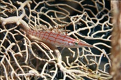 Langnasen-Büschelbarsch (Oxycirrhites typus) auf einer Fächergorgonie (Sharm el Sheikh, Ägypten, Rotes Meer) - Longnose Hawkfish (Sharm el Sheikh, Aegypt, Red Sea)