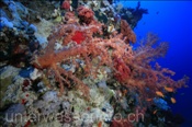 Klunzingers Weichkorallen am Riff von Ras Nasrani (Dendronephthya klunzingeri), (Sharm el Sheikh, Ägypten, Rotes Meer) - Soft Coral (Sharm el Sheikh, Aegypt, Red Sea)